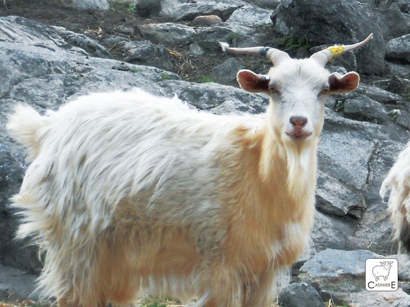 克什米爾羊毛